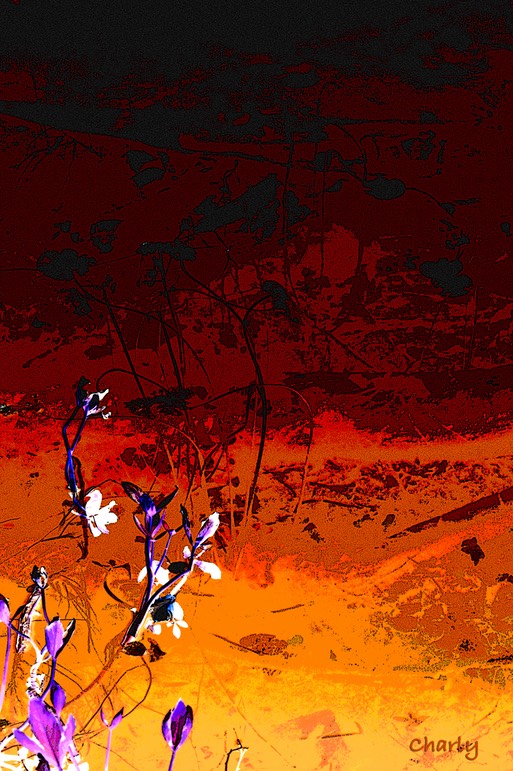 Flowers on the lake 11